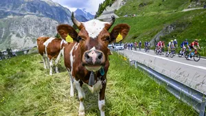 Koe in Ronde van Zwitserland