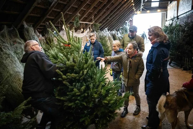 Kerstboomboerderij