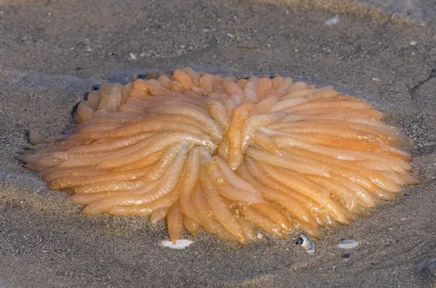 De eieren van de pijlinktvis kom je steeds vaker tegen op de stranden van de Waddeneilanden