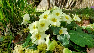 Tuin