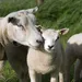 Lammetjes