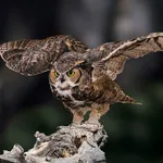 Een uil