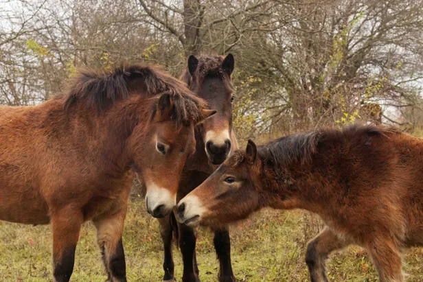 Jonge exmoorpony's