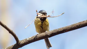Broedseizoen vogels