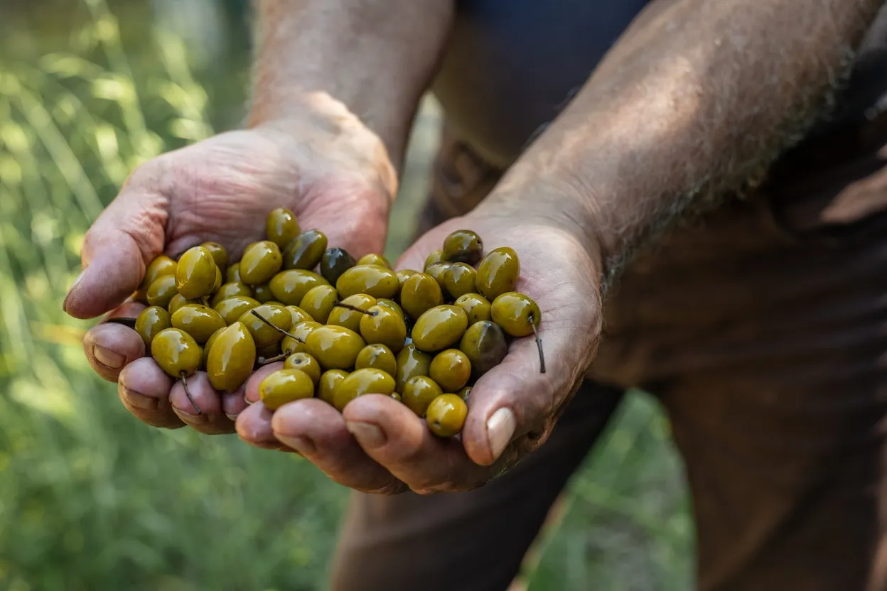 De heerlijke olijven in Kroatië | Fotografie: Maja Danica Pečanić