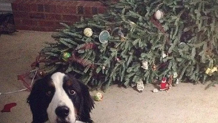 hond kerstboom
