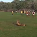 Zeeleeuw bestormt veld, legt voetbalwedstrijd stil