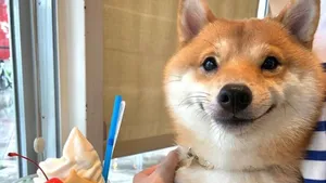 shiba inu