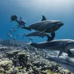 OCEAN