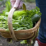 Harvest in the veg patch