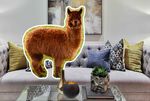 alpaca