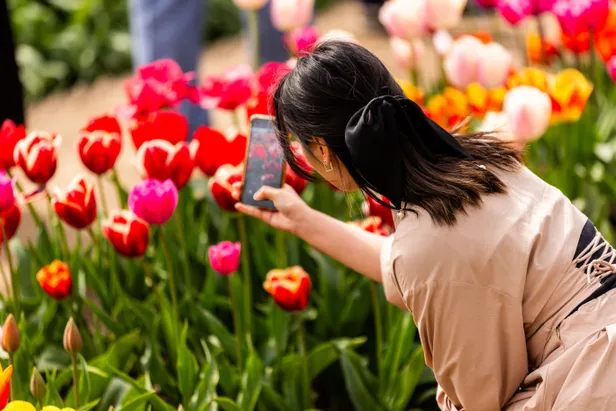 Tulpenfestival