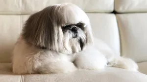 shih tzu