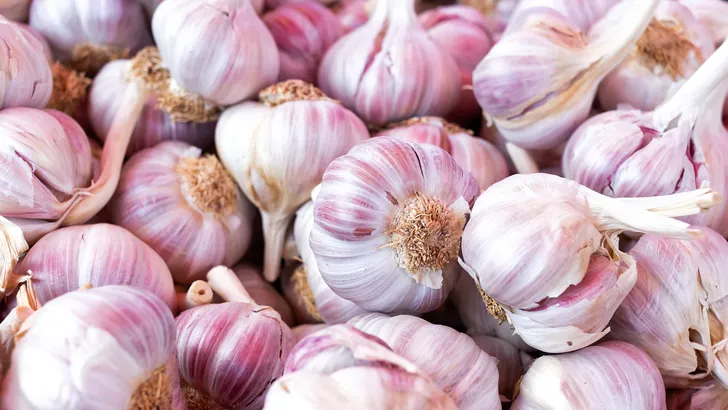 Knoflook