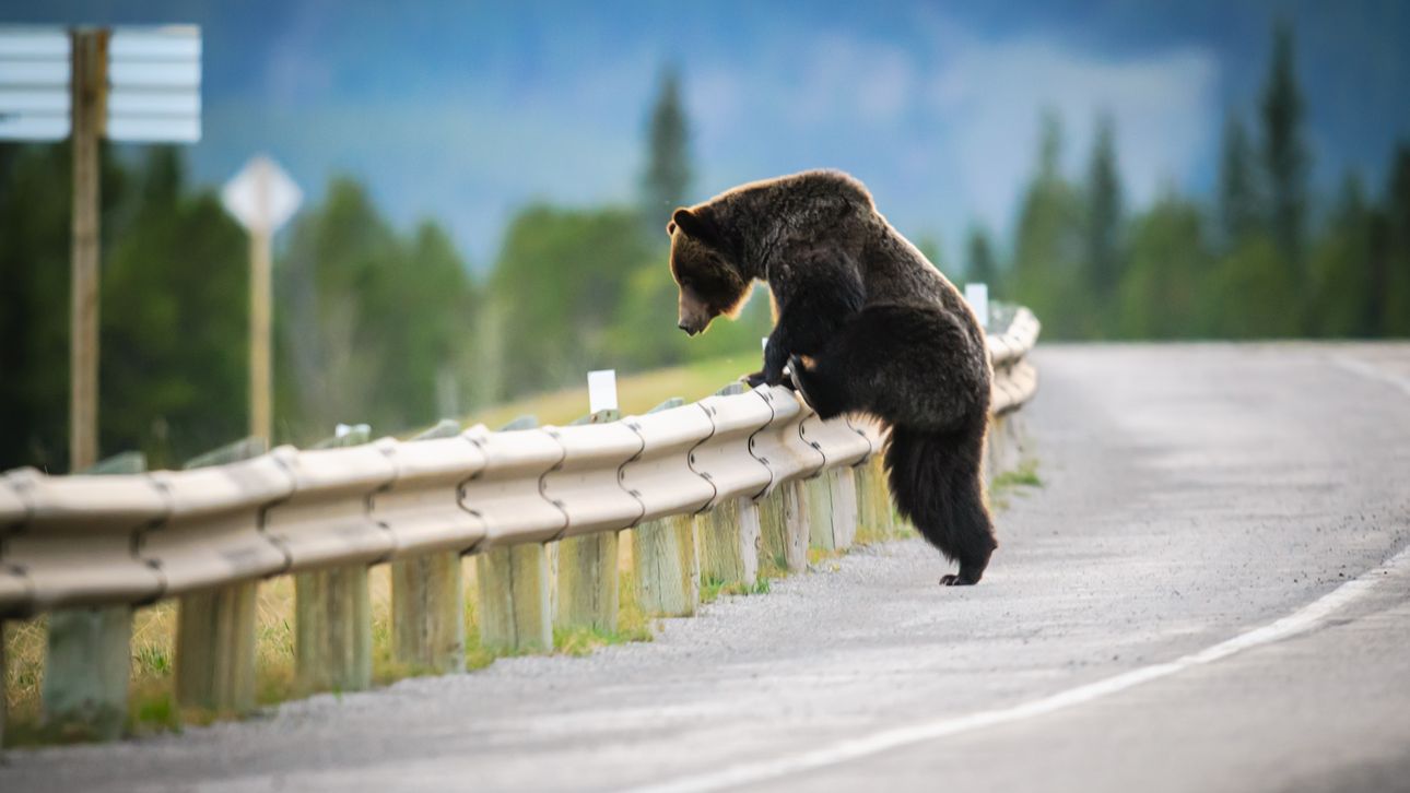 Beren op de weg: met een camper door de Canadese Rocky Mountains | Panorama