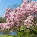 bloesems