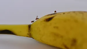 banaan