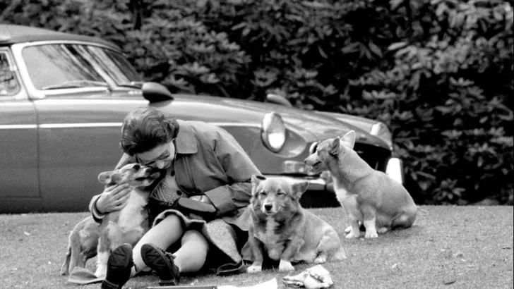 Superdeluxe: het menu van de royal corgi's