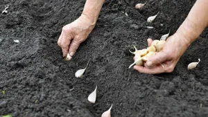 Knoflook planten
