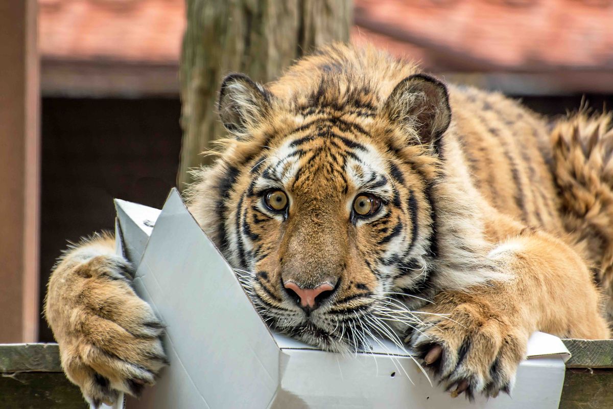 Een kijkje bij Felida Big Cat Centre