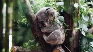 koala