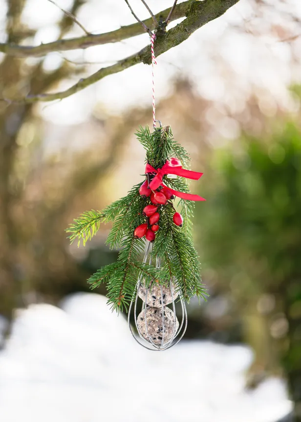 Mistletoe van vogelvoer