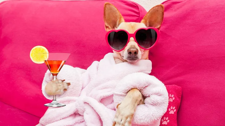 Decadente Dierendag: heb je al een hemelbed voor de hond?  