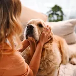 Shared moments. Back view of female blonde caressing furry dog behind ears during leisure time at cozy apartment. Young woman and golden retriever enjoying bonding interaction together during daytime.