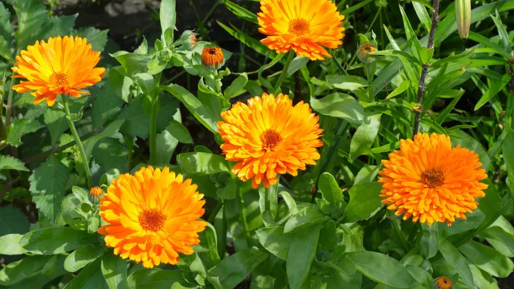 Eetbare bloemen