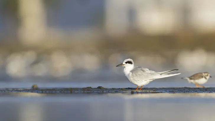 A Forster's tern (Sterna forsteri) resting and preening on the beach.