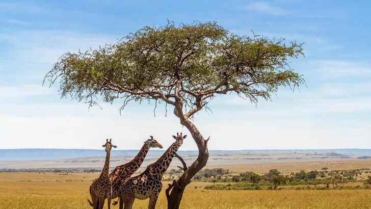 Dit zijn de drie mooiste nationale parken van Zuid-Afrika