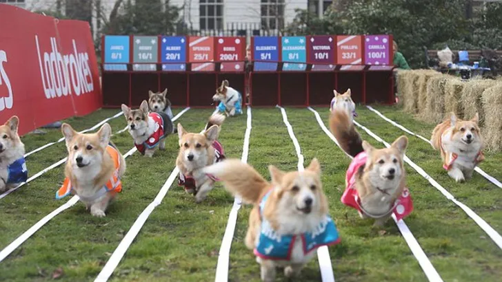 corgi's