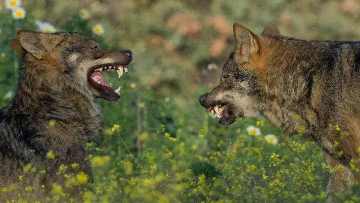 Beeld ter illustratie