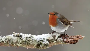 Robin in Falling Snow