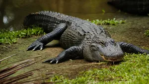 Alligator