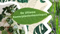 Planten