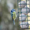 Zelf vetbollen maken: zo help je deze winter de vogels in je tuin | Noorderland