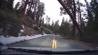 Video: Automobilist ontsnapt ternauwernood aan omvallende boom