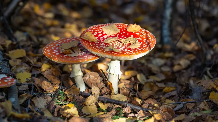 Paddenstoelen