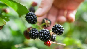 Picking blackberries