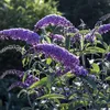 Let op: deze planten moet je niet snoeien in juni | Noorderland