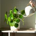 kamerplanten water geven met gieter