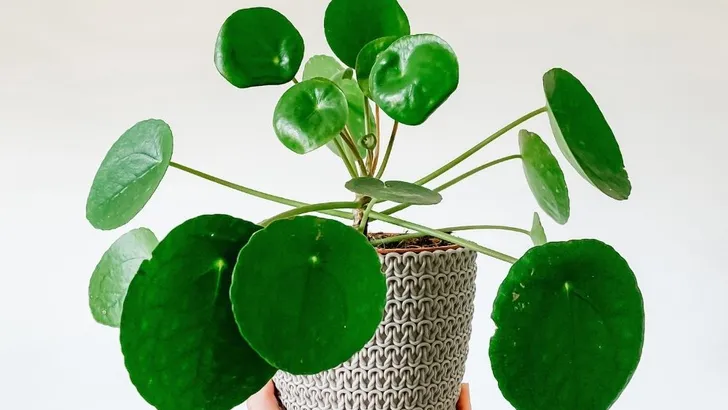 pilea