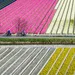tulpenvelden