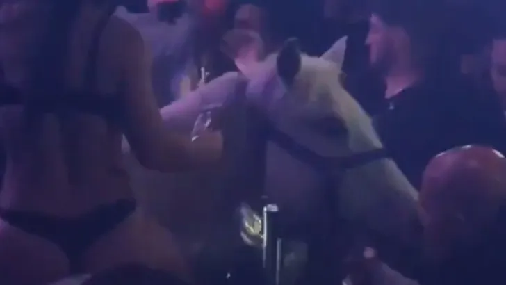 bikini paard dansvloer miami