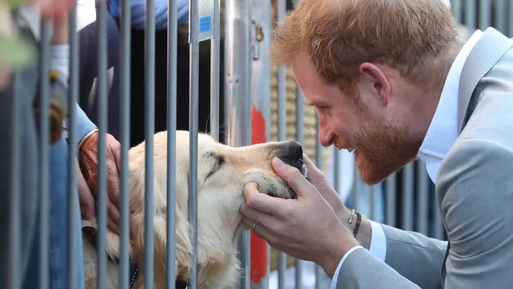 Zien: 10x Harry's liefde voor honden