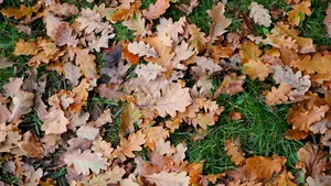 Dit is waarom je herfstbladeren nooit zomaar moet weggooien