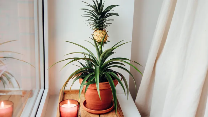 De Ananasplant (anti-snurk plant) op een nachtkastje, de natuurlijke oplossing tegen snurken.