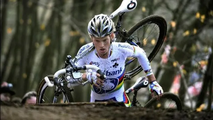 Boom in Scheldecross, Nys niet