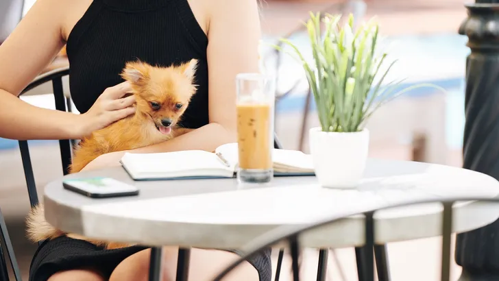 Deze cafés hebben een menukaart voor honden